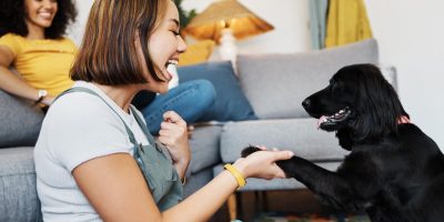 Sistema Nacional de Identificação de Cães e Gatos deve ser lançado em breve