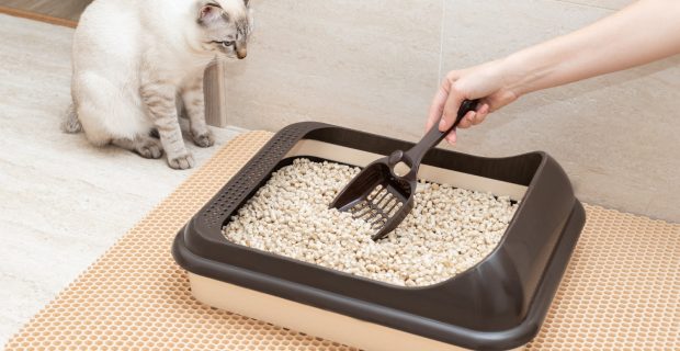 Será que gatos podem ser adestrados?