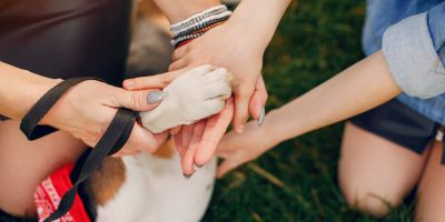 Terapias integrativas podem curar e descobrir doenças dos pets