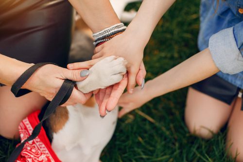 Terapias integrativas podem curar e descobrir doenças dos pets