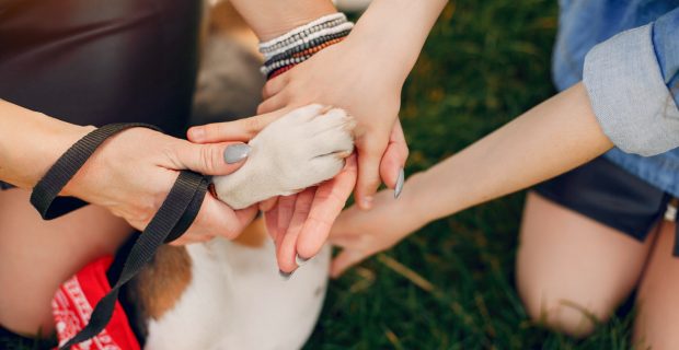 Terapias integrativas podem curar e descobrir doenças dos pets