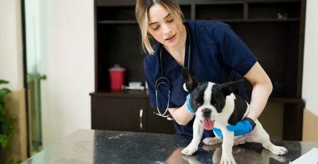 Você sabe a importância das consultas de rotina para os animais?