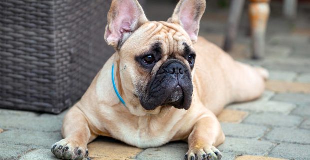 BULDOGUE FRANCÊS