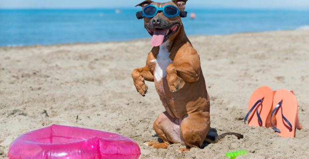 Cães na praia? Entenda melhor essa relação e os cuidados necessários