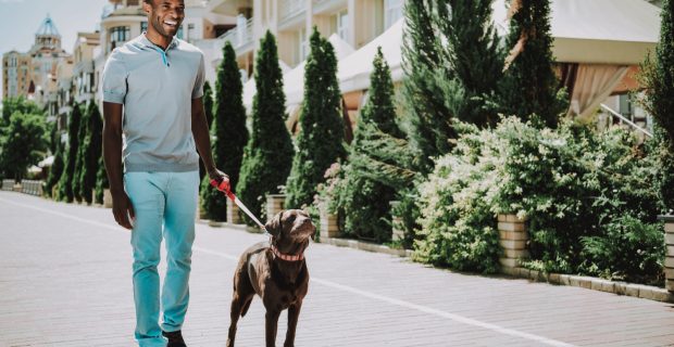 cachorro passeando na rua