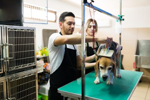 Projeto de Lei busca reforçar transparência e segurança em pet shops no Rio de Janeiro