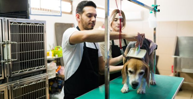 Projeto de Lei busca reforçar transparência e segurança em pet shops no Rio de Janeiro