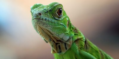 Orientações corretas podem evitar o desenvolvimento de doenças ósseas em iguanas