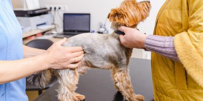 cachorro em consulta