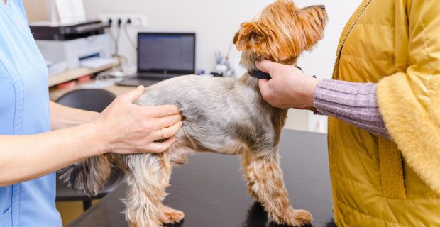 cachorro em consulta
