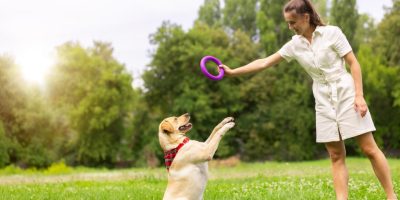Estudo comprova que brincar 15 minutos com um cão alivia o estresse em humanos