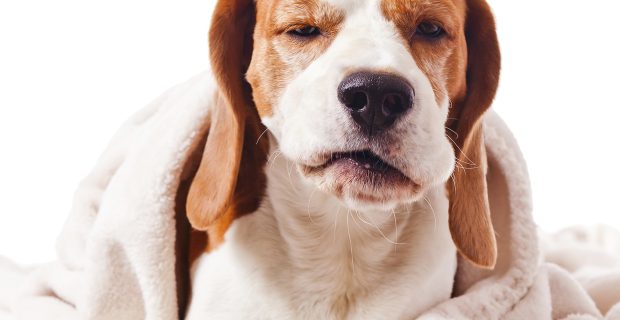 dog under a blanket on white