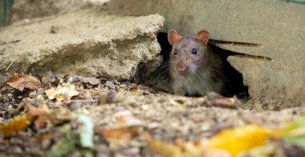 ratos e o chumbinho