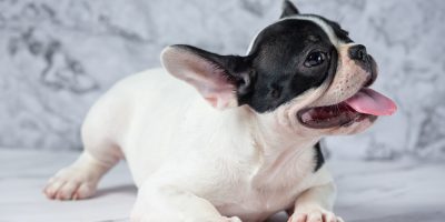 filhote bulldog francês