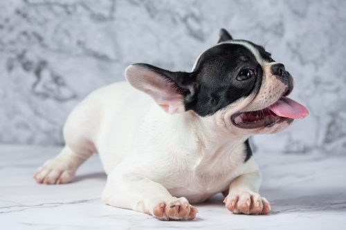 filhote bulldog francês