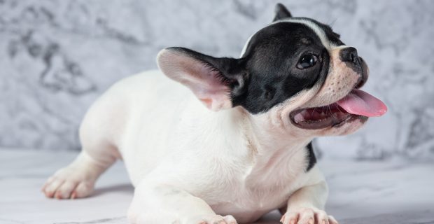 filhote bulldog francês