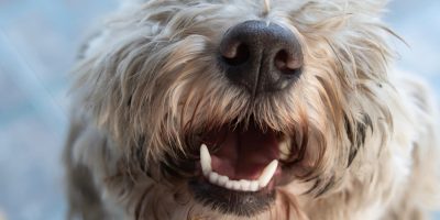 Orientação e prevenção das doenças periodontais ganham destaque nas clínicas