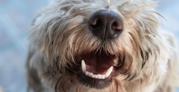 Orientação e prevenção das doenças periodontais ganham destaque nas clínicas