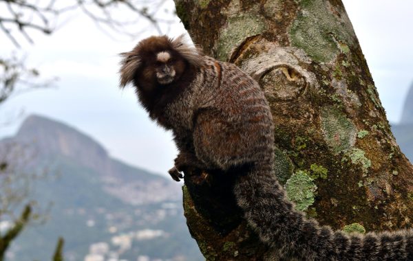 Pesquisa revela que animais menos sociáveis têm mais chances de sobreviver