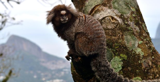 Pesquisa revela que animais menos sociáveis têm mais chances de sobreviver