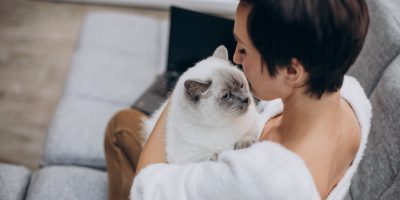 gato e dono