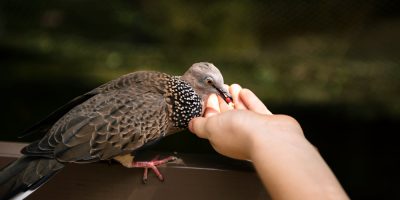 alimentar animais silvestres