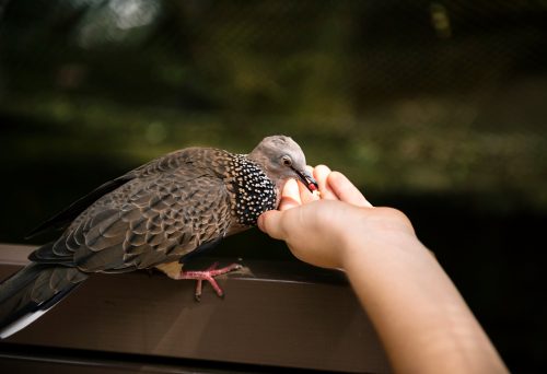 alimentar animais silvestres