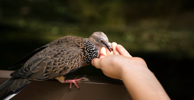 alimentar animais silvestres