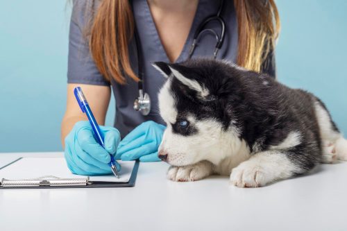 pet na clinica