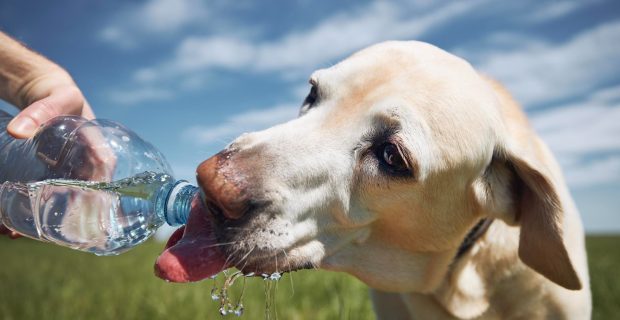 foto-calor