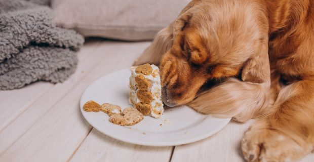 Estresse e ansiedade pode gerar compulsão alimentos nos pets