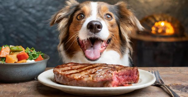 Conhecer os sabores favoritos dos cães auxilia na alimentação