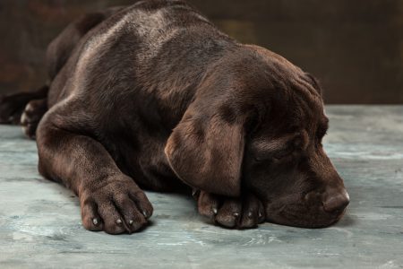 Tumores mamários, cutâneos e linfomas são os mais frequentes em pets