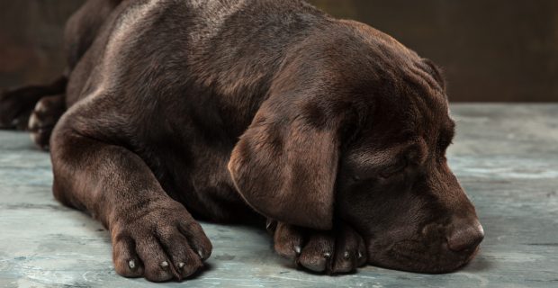 Tumores mamários, cutâneos e linfomas são os mais frequentes em pets