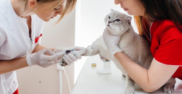 No Dia Mundial do Doador de Sangue, a Vetnil reforça a importância da doação para os pets