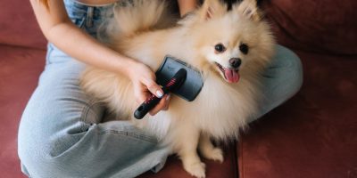 Saber como desembaraçar nó do seu cão pode facilitar nos cuidados diários