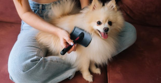 Saber como desembaraçar nó do seu cão pode facilitar nos cuidados diários