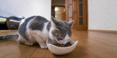 alimento gato