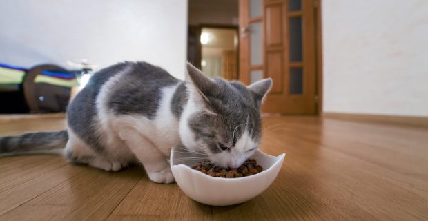 alimento gato