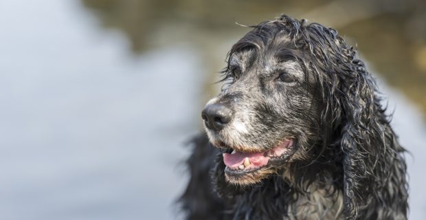 Estudo mostra quando cães ficam idosos