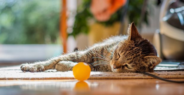 Brincar com seus gatos idosos ajuda a mantê-los ativos
