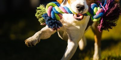 escolha bem o brinquedos dos seus pets