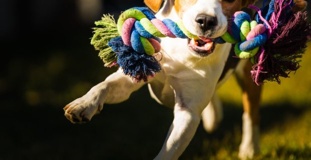 escolha bem o brinquedos dos seus pets