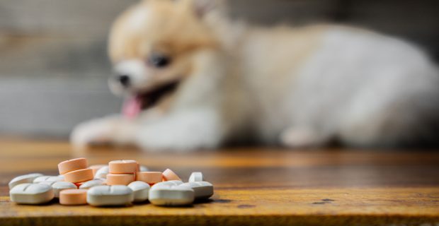 cachorro e suplementação