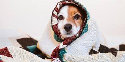 cao-frio.jpg