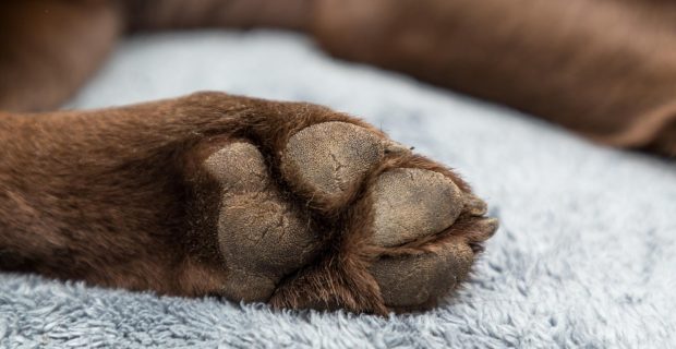 pata cachorro