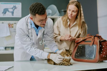 Veterinário orienta sobre a importância de vermifugar cães e gatos