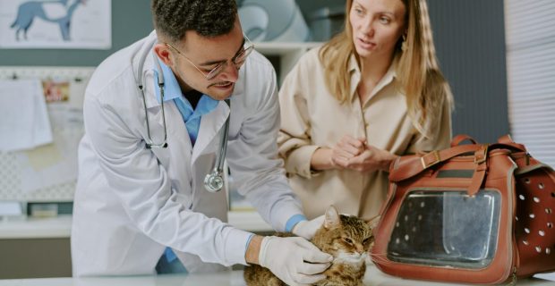 Veterinário orienta sobre a importância de vermifugar cães e gatos