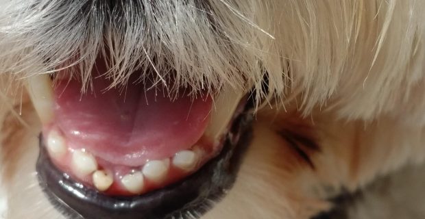 Cães também possuem dente de leite e precisam de cuidados