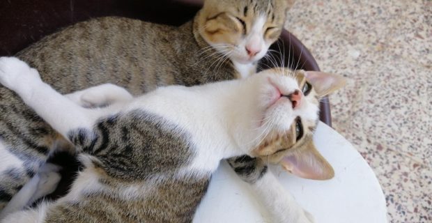 gatos deitados